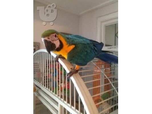 PoulaTo: αρσενικό παπαγάλος Macaw